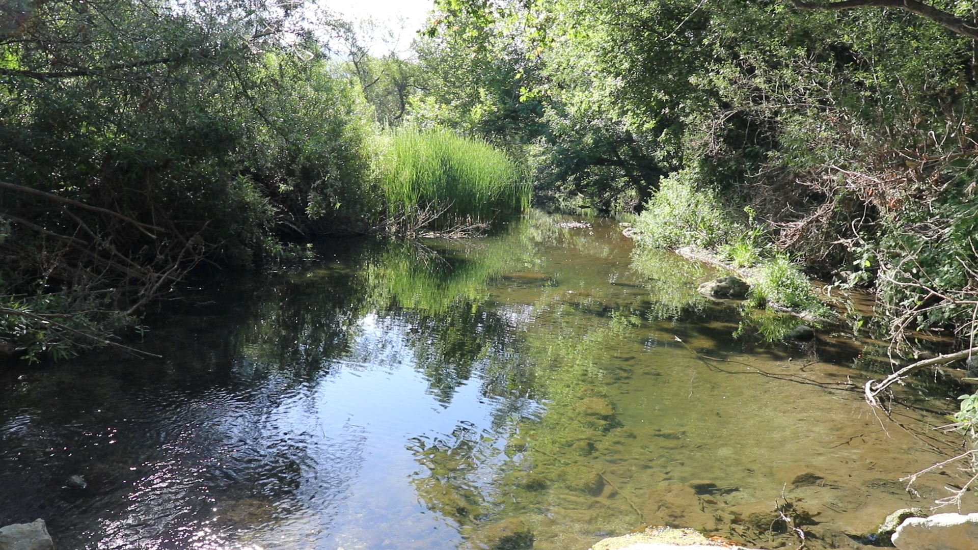 JPA Crayfish, Mallibu Creek