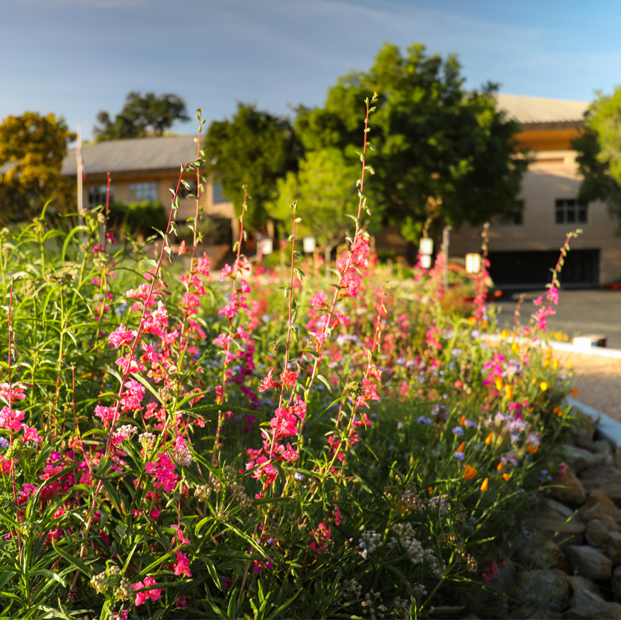 California native wildflowes in morning sun with LVMWD headquarters in background