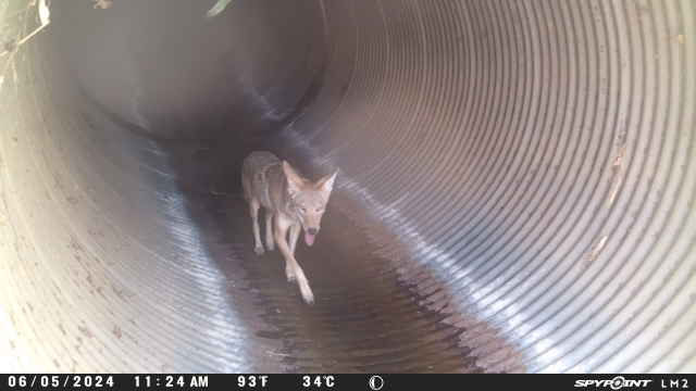 coyote walking through a culvert with small amount of water