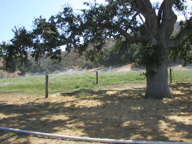 Spray Fields