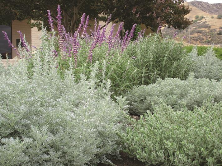 Native & Drought Tolerant Plants with Medicinal Uses